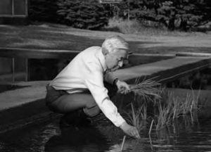 photo of a man in a suit planting rice paddies