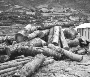 photo of a pile of cut logs