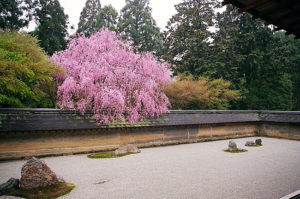 photograph of a cherry blossom tree blooming over a stone garden.