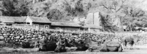 Image of farmhouse and some cows