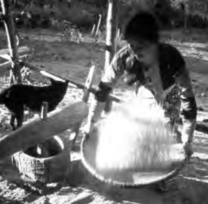 A woman winnowing rice with a dog by her side