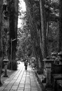 Photo of a visitor strolls among massive trees in the huge, impressive cemetery