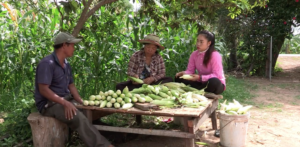 A Cambodian family (mother, father, and daughter) having a conversation while husking maize together.