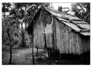 Image of bamboo and palm house