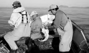 Coastal/Maritime way of life (Victor Molina and crew of small fishing launch, Isla Cedros, Baja California).