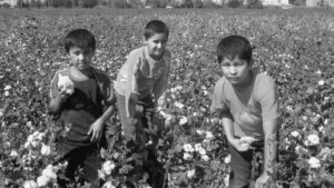 Three young children in Uzbekistan pick cotton in a large field. 