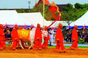 Royal Ploughing Ceremony in Bangkok, Thailand. In the ceremony, two sacred oxen are hitched to a wooden plough and they plough a furrow in some ceremonial ground, while rice seed is sown by court Brahmins. After the ploughing, the oxen are offered plates of food, including rice, corn, green beans, sesame, fresh-cut grass, water and rice whisky.