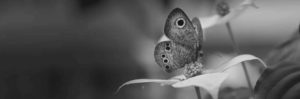 Zoomed in photograph of a small butterfly standing on a leaf. 