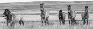 A group of six wild horses run in the steppes of Southern Russia. 