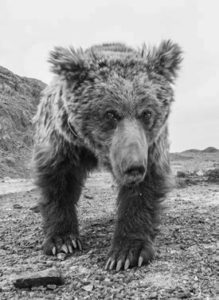 An up-close frontal photograph of a large Gobi Bear. The Gobi bear, known in Mongolian as the Mazaalai, is a subspecies of the brown bear that is found in the Gobi Desert of Mongolia. It is listed as critically endangered by the Mongolian Redbook of Endangered Species and by IUCN standards.