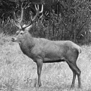 A photograph of a large Mongolian red deer on the Mongolian steppes. The deer has very large antlers. 