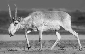 Photograph of the Saiga antelope in its natural environment. The saiga is a small species of antelope, about the size of a goat (63-80cm shoulder height and 23-40kg in weight), which has a stooping body, a large head, a distinctive pendulant proboscid nose, and an unusual 'up and down' style of running.