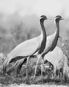Two Demoiselle cranes stand in their natural habitat. The demoiselle crane has long legs, a long neck and a long, compressed bill. Its body is light bluish gray with light gray on the crown and along the back of the neck and the nape. The face and front of the neck is dark gray with long, pointed feathers hanging over the breast area. White ear tufts circle the sides and back of head. The iris is red and the beak is olive at the base, yellowish at the middle and orange at the tip. The legs and toes are black, as are the primary and secondary flight feathers, and the tail feathers are gray with black tips. 