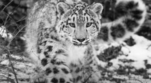 A photograph of a large snow leopard in its natural environment. Snow leopards have thick grey and yellow-tinged fur, with solid spots on their head, neck and lower limbs and rosettes over the rest of the body. Rosettes are large rings enclosing smaller spots.