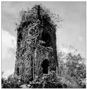 Image shows the ruins of a church full of plants