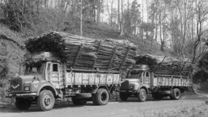 Two trucks stacked high with freshly chopped bamboo travel down a road. 