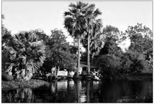 tall palm trees on the sides of river