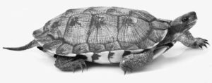 Photograph of a North American Wood Turtle walking. 