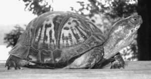 A photograph of a North American native turtle, an eastern box turtle (Terrapene carolina carolina).