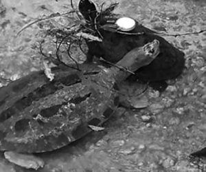 Photograph of a large terrapin turtle that has been painted for ceremonial purposes. 