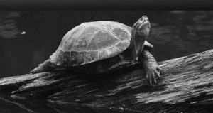 A photograph of a yellow-headed temple terrapin sitting on a log in the water. 