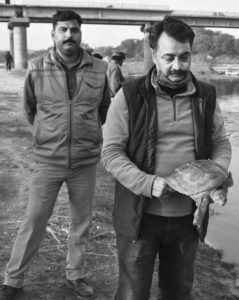 Two Indian researchers stand in front of a freshly caught turtle. 