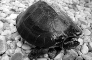 Photograph of a small yellow-headed temple turtle laying on a pebble beach. 