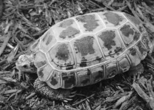 A small Fortsen's tortoise laying on a mulch bed. 