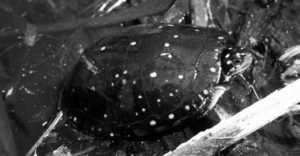 A photograph of a small North American spotted turtle, swimming. 