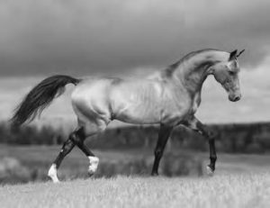 photo of a horse running