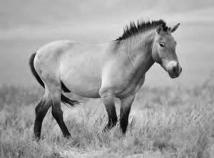 photo of a horse