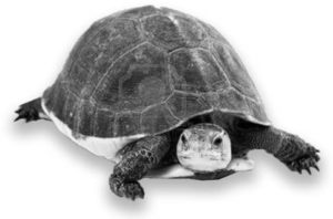 photo of a chinese box turtle