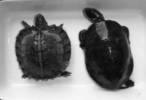 photo of two turtles next to each other