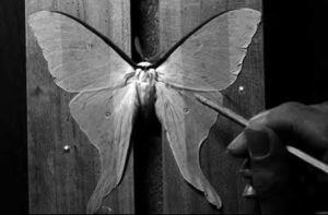A large butterfly is held with small tweezers holding it still.