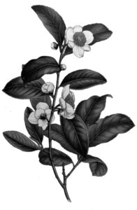 illustration of a tea plant