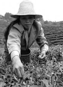 photo of a woman picking leaves