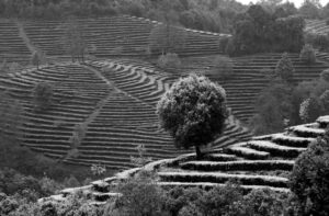 photo of lush hills filled with tea plants