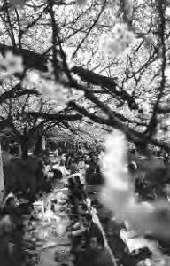 many people picnic beneath cherry blossom trees