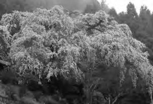 a cherry blossom tree