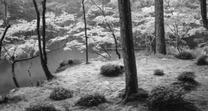 Image of some trees on the bank of the pond