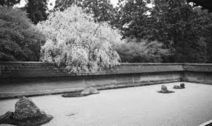 Cherry tree in bloom at the garden 