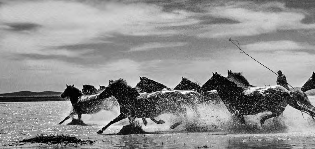 Galloping Mongolian horses in eurasia were tamed on the Mongolian Plateau. 