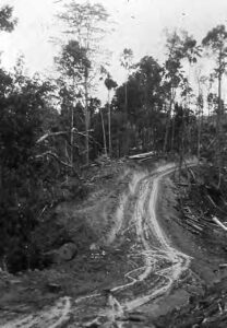 a map of a dirt road that looks like it has been cut directly into a treeline, with surrounding trees looking broken and sparse