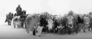 Screen capture shows herder riding on a  horse with many cattle