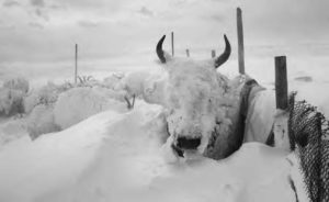 Image of livestock covered by snow 