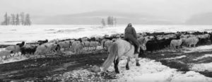 Screen capture shows Herders riding on a horse moving their yaks, cattle, and sheep during a dzud