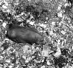 photo of a pig in garbage