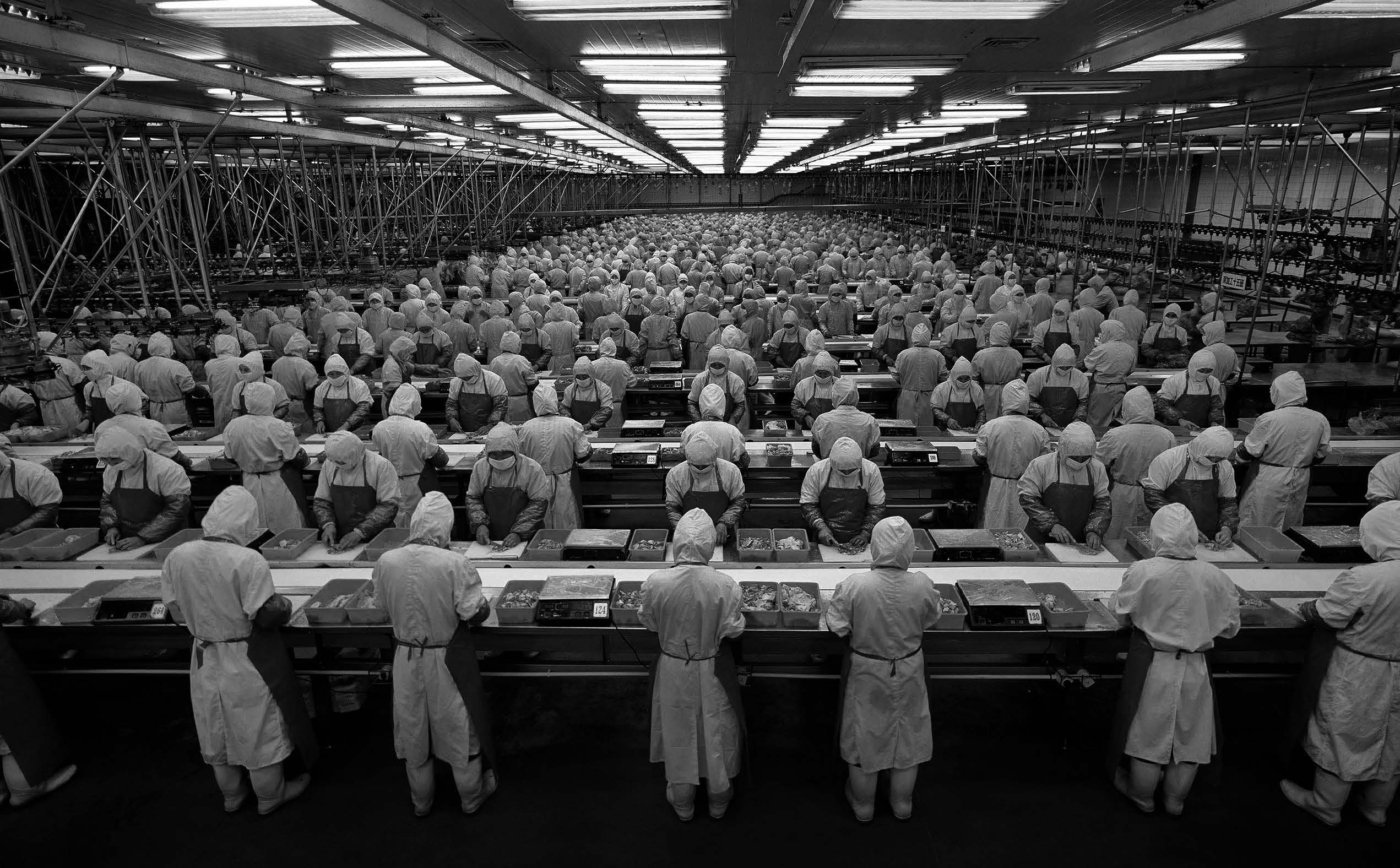 Workers work on a moving factory line of a chicken processing plant. 