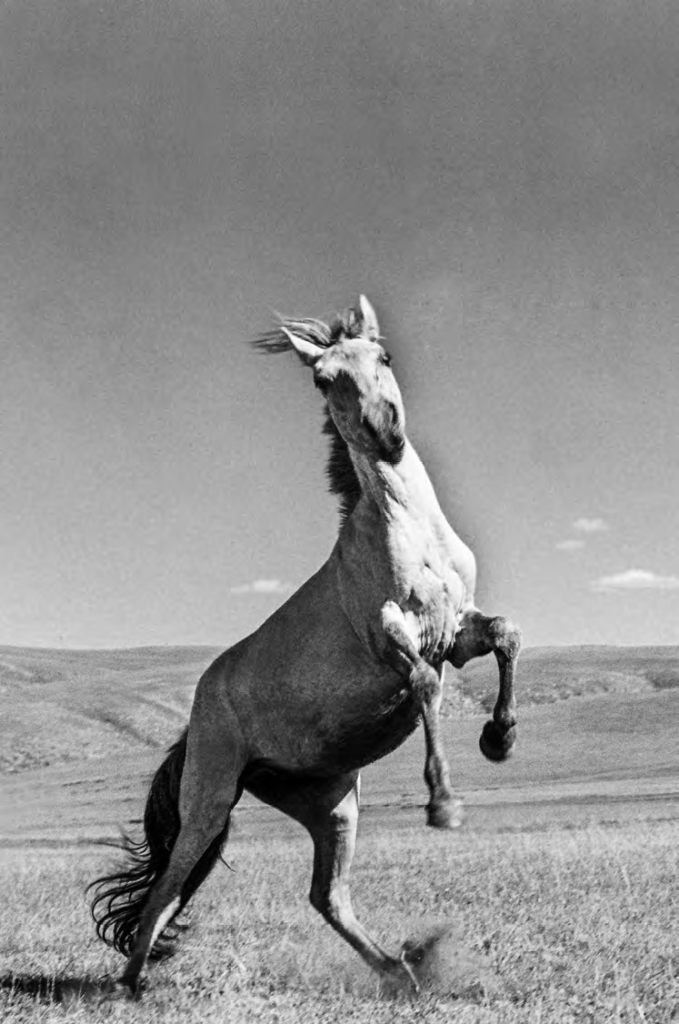 Mongolian horse with powerful and stocky build, and elegant and noble disposition. 