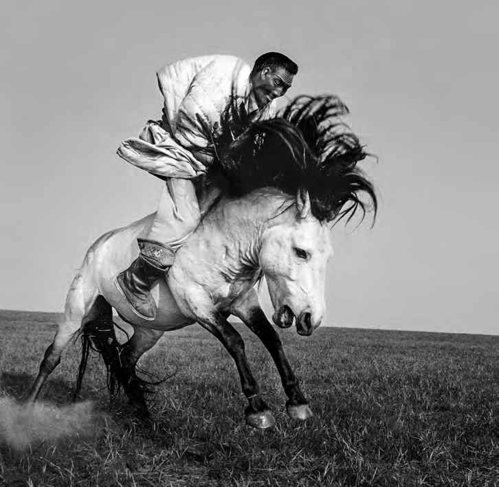 A horse bucks off a horserider.
